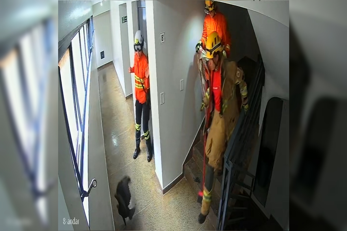 Urubu invade prédio, dá susto em moradores e é resgatado por bombeiros