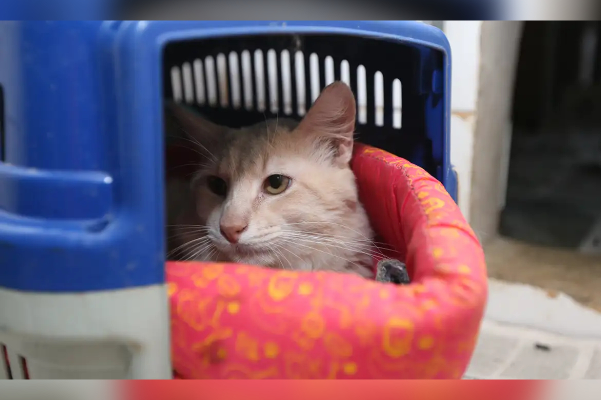 gato no veterinário