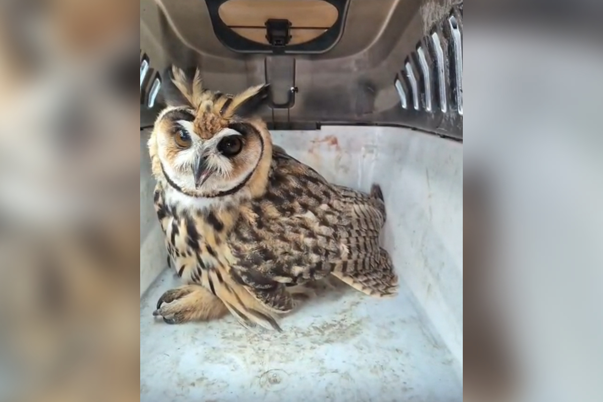 Coruja-orelhuda ferida na asa direita é resgatada em Formiga (MG)