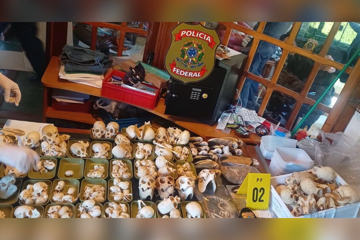 Ovos de papagaios escondidos em roupa levam PF a tráfico internacional