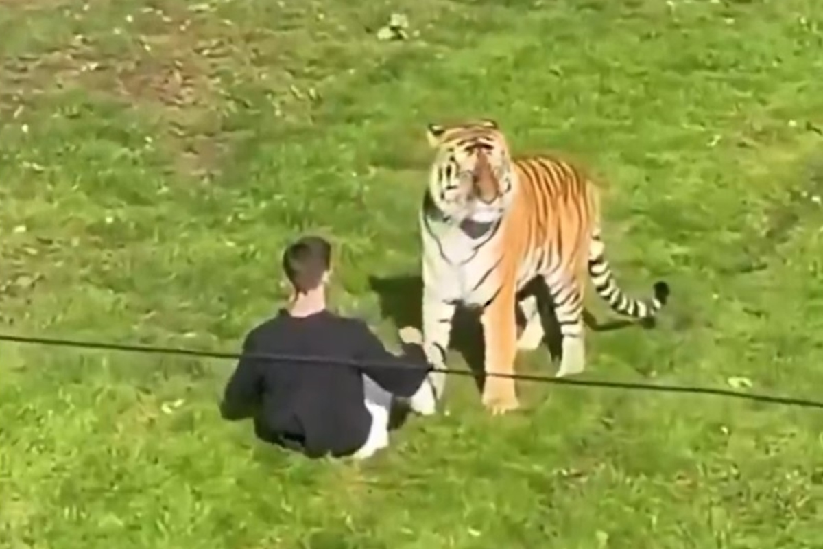 Homem morre após invadir recinto de tigres em zoológico da Inglaterra