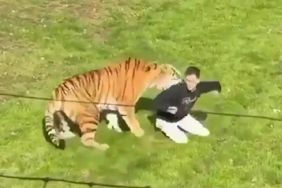 Homem morre após invadir recinto de tigres em zoológico da Inglaterra
