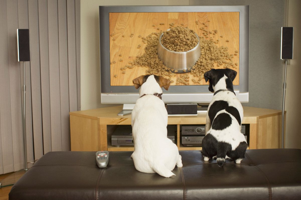 foto colorida de pets assistindo TV