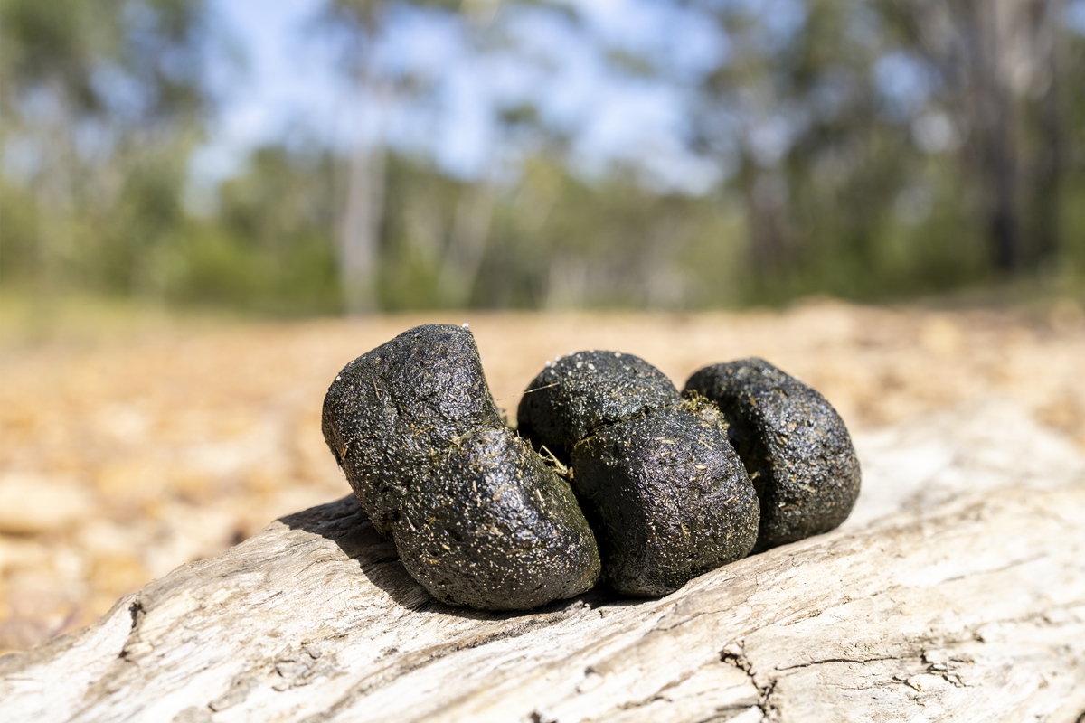 Foto colorida de cocô em formato de cubos de um wombat - Por que o wombat faz cocô em cubos e o que explica esse formato único - Metrópoles