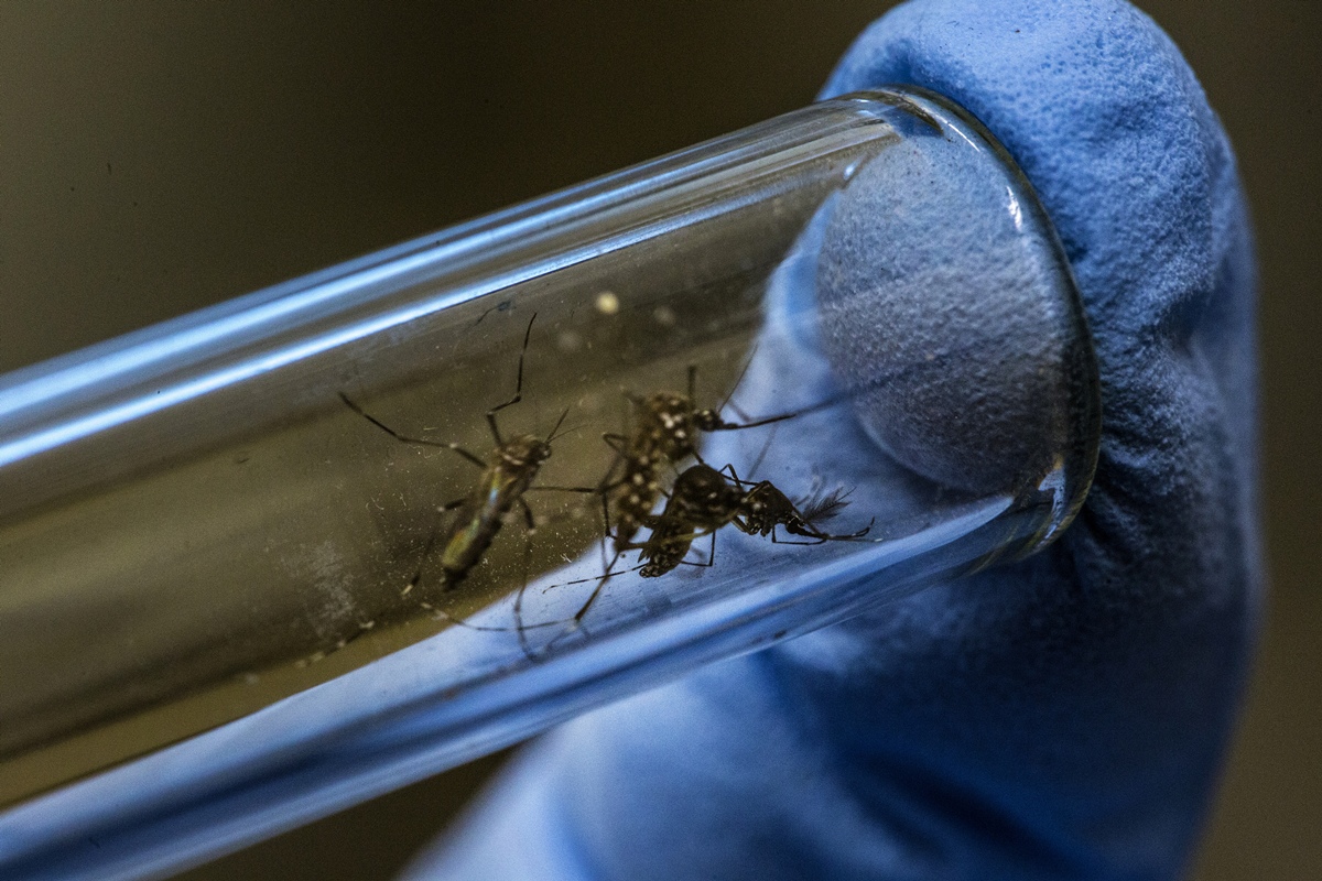 Cidade americana cria iniciativa comunitária para exterminar mosquitos