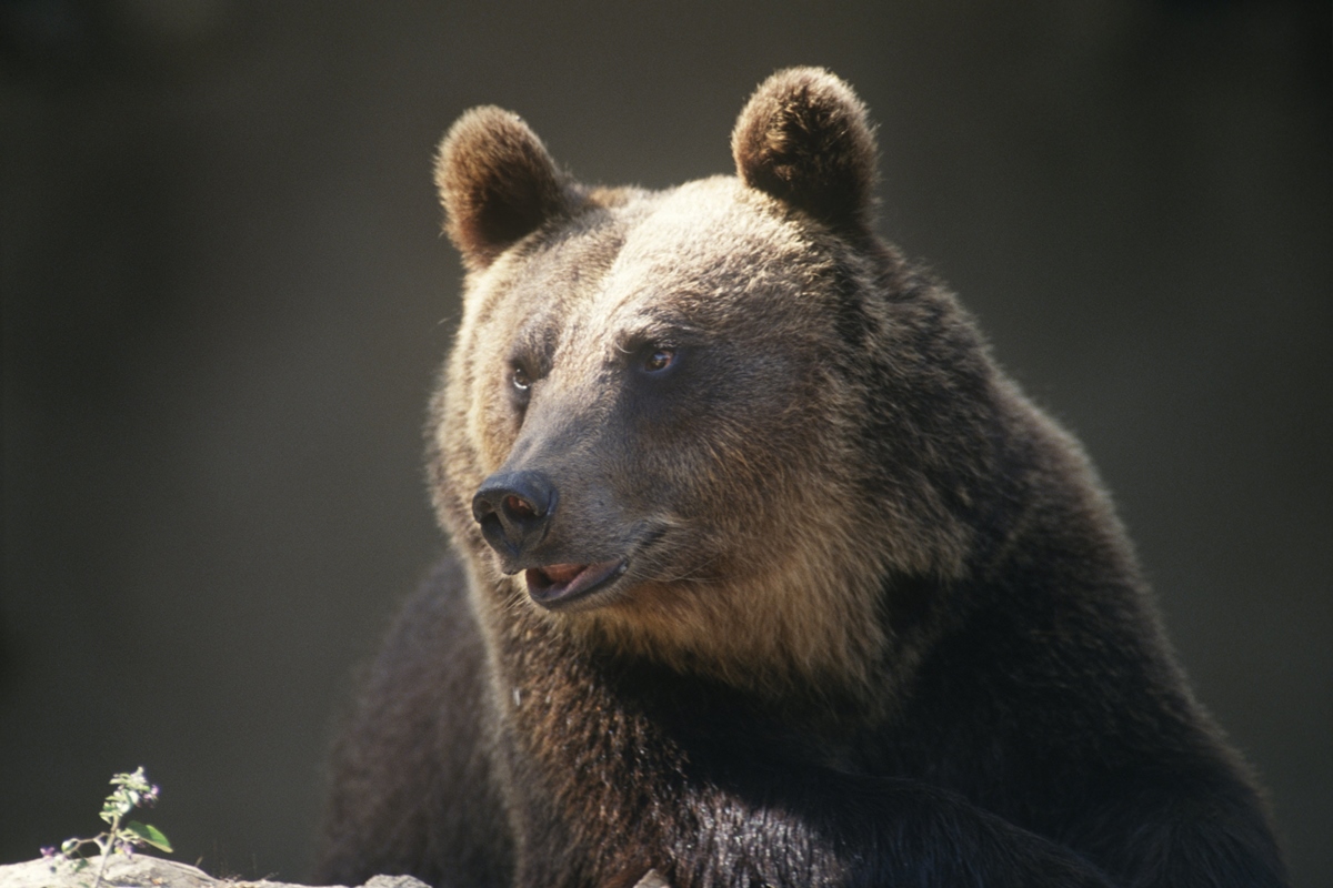 Mulher usa jiu-jítsu para se defender de urso-pardo durante ataque