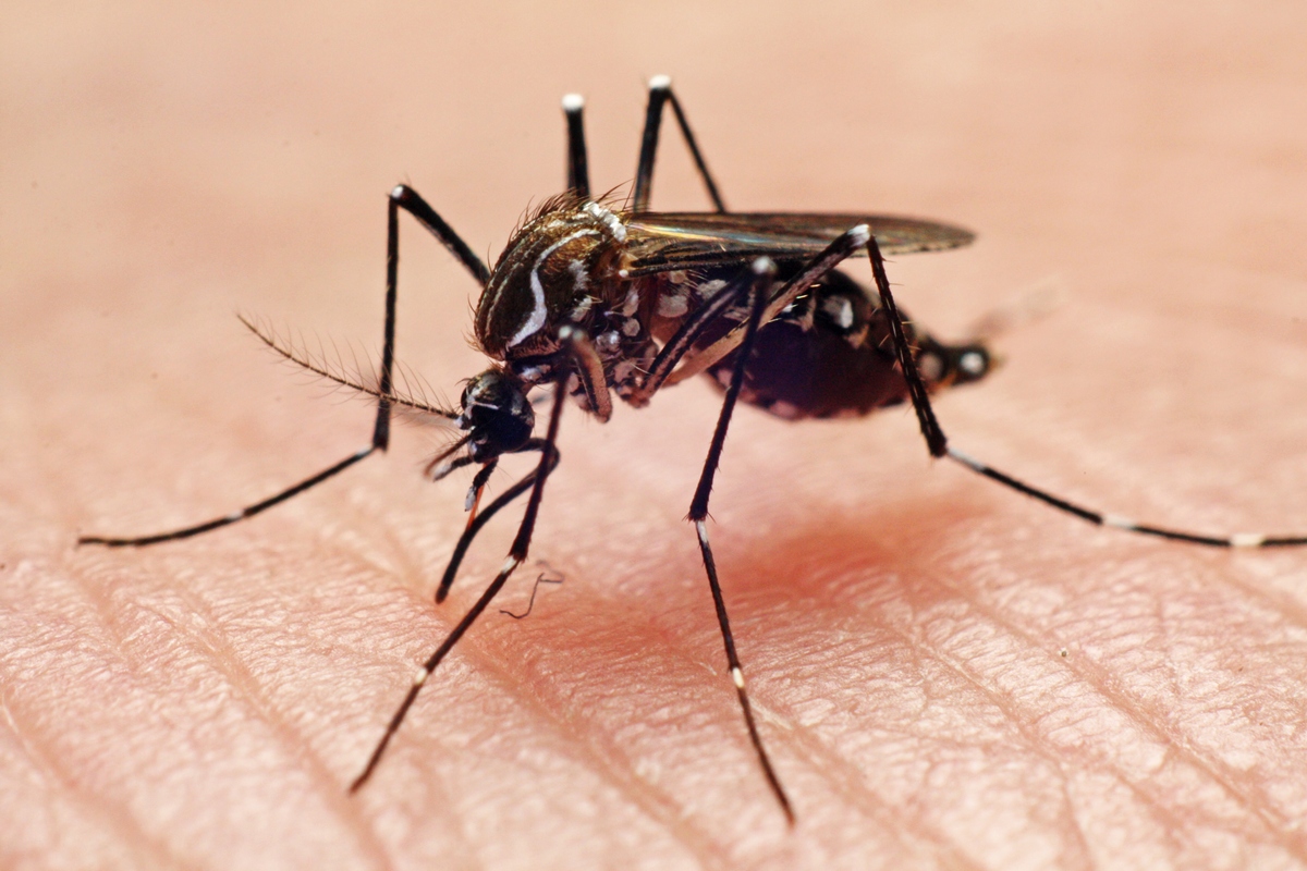 Anvisa autoriza empresa a produzir mosquito com bactéria antidengue